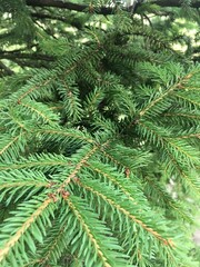 spruce tree branch in the garden center