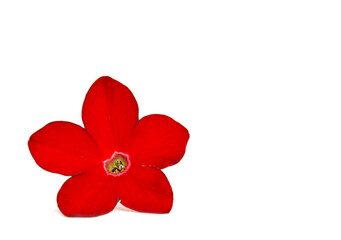 Fototapeta na wymiar Red petunia flower on a white background