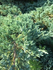 conifer in the garden center