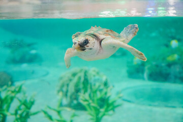 水族館で優雅に泳ぐ海亀