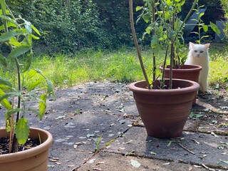 seedlings in pots