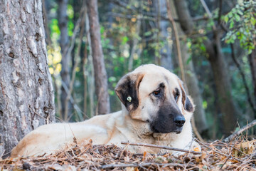 Obraz premium stray dog lying in the woods