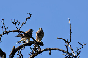 Falken hoch in Baumwipfel