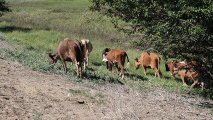 A cow in the village. Cattle in Russia in the countryside