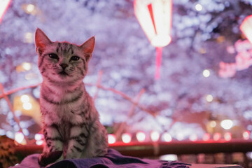 夜桜と子猫