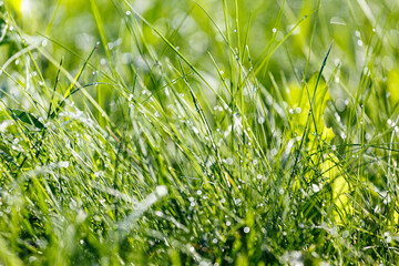 Morning dew on the grass at the dawn of a summer day, selective focus, beautiful bokeh