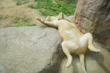 仰向けに寝ているライオン