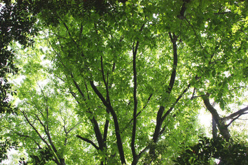 森林の木漏れ日