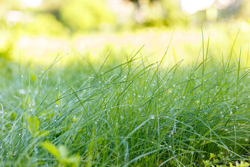 Fototapeta premium Morning dew on the grass at the dawn of a summer day, selective focus, beautiful bokeh