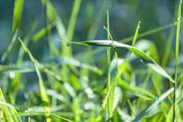 Morning dew on the grass at the dawn of a summer day, selective focus, beautiful bokeh