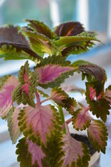 pink flower of a lilac