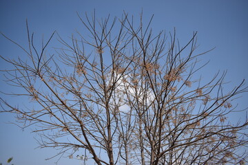 tree branches against blue sky with clouds