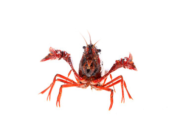 Crawfish