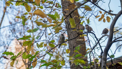 the sparrows in the branches of the tree 