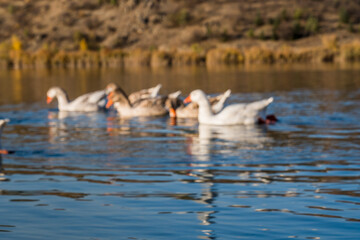waterfowl floating on the lake blurred