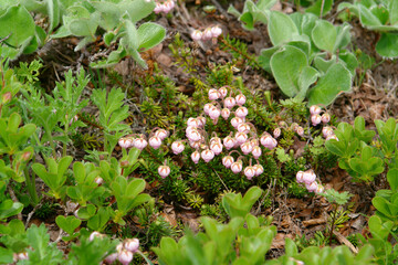 Flora of Kamchatka Peninsula: a tiny pink flowers of Phyllodoce Caerulea (blue heath, purple mountain heather or blue mountainheath), growing on the mountain slope in area of Vilyuchinsky pass