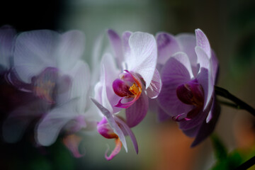 Fototapeta premium Orchidaceae