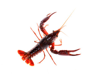 Crawfish