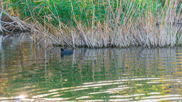 Reeds floating in the Lake Cormorant in the background,space for writing.Unfocused