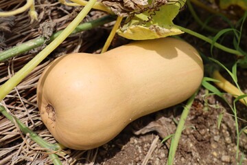 家庭菜園　バターナッツスクワッシュ　カボチャ