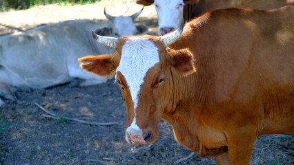A cow in the village. Cattle in Russia in the countryside