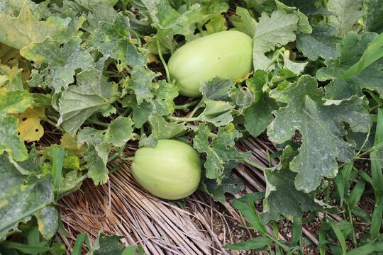 104 Best まくわうり Images Stock Photos Vectors Adobe Stock