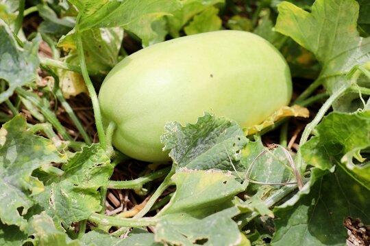 104 Best まくわうり Images Stock Photos Vectors Adobe Stock