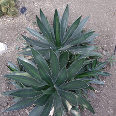 agave loplantha plant