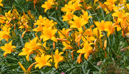 Hemerocallis x cultorum 'Aten' | Taglilien 'Aten' mit deren farbigen Blütenblättern Golgelb bis...