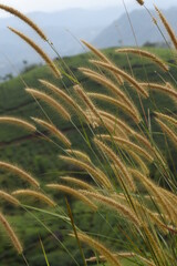 ears of wheat in the field