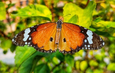 Butterfly on a leaf