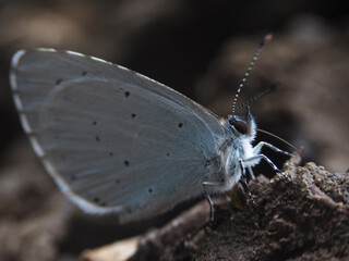 Papillon gris bleu sur terre macro