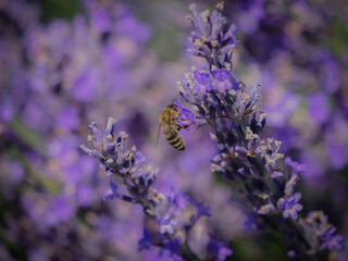 Abeille et lavande