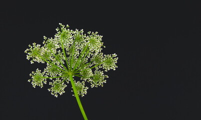 Wild white European flower Cow parsley, also known under the names of wild chervil, wild beaked...