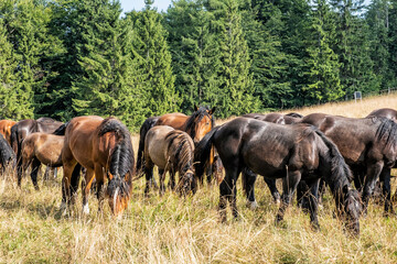 Naklejka na ściany i meble Wild horses, Muran plain, Slovakia