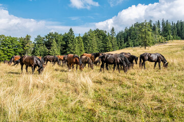 Wild horses, Muran plain, Slovakia