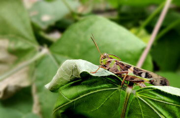 Locust on a Green Leaf,Great Details of a Locust.