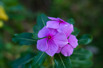 Pink catharanthus roseus bloom in the garden.