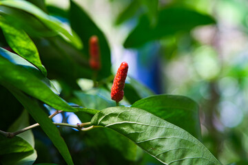 red hot chili peppers