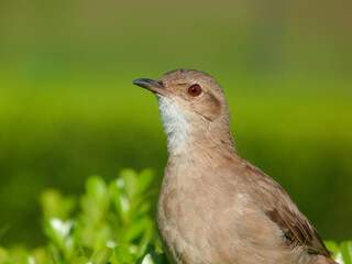 Furnarius rufus, João de barro ou Forneiro perched on the scrub with green background, Brazil