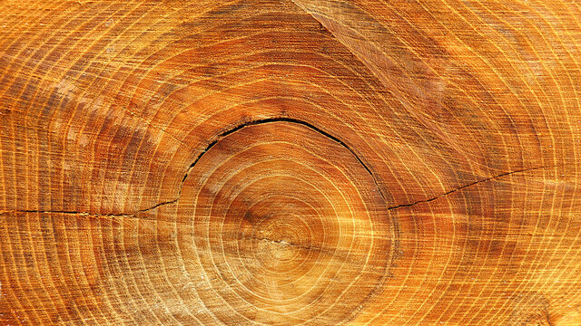 Trunk cut from a tree with the detail of the rings in the wood