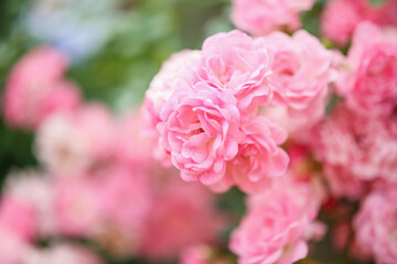 Beautiful pink roses flower in the garden