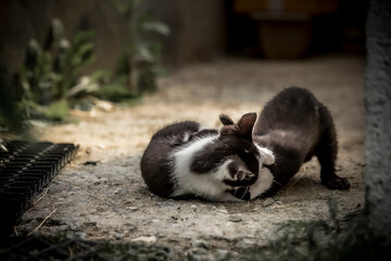 black and white cat on the ground