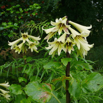 cardiocrinum giganteum var yunnanenseb giant lily plant
