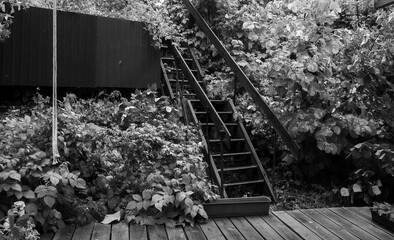 photo of an overgrown staircase on an abandoned plot