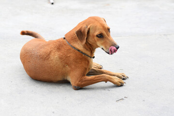 brown dog lay on the ground.

