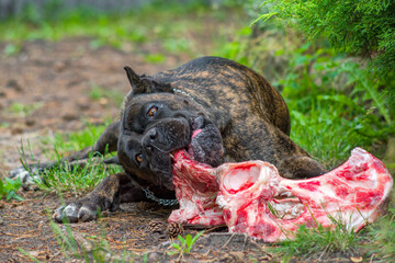 Dog eating a big chunk of bone and meet