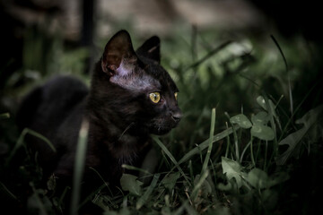 black cat in the garden