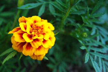 Beautiful flower growing in the summer, botanical garden