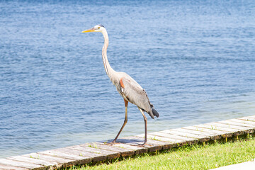 bird, great blue heron at Pensacola beach, Florida